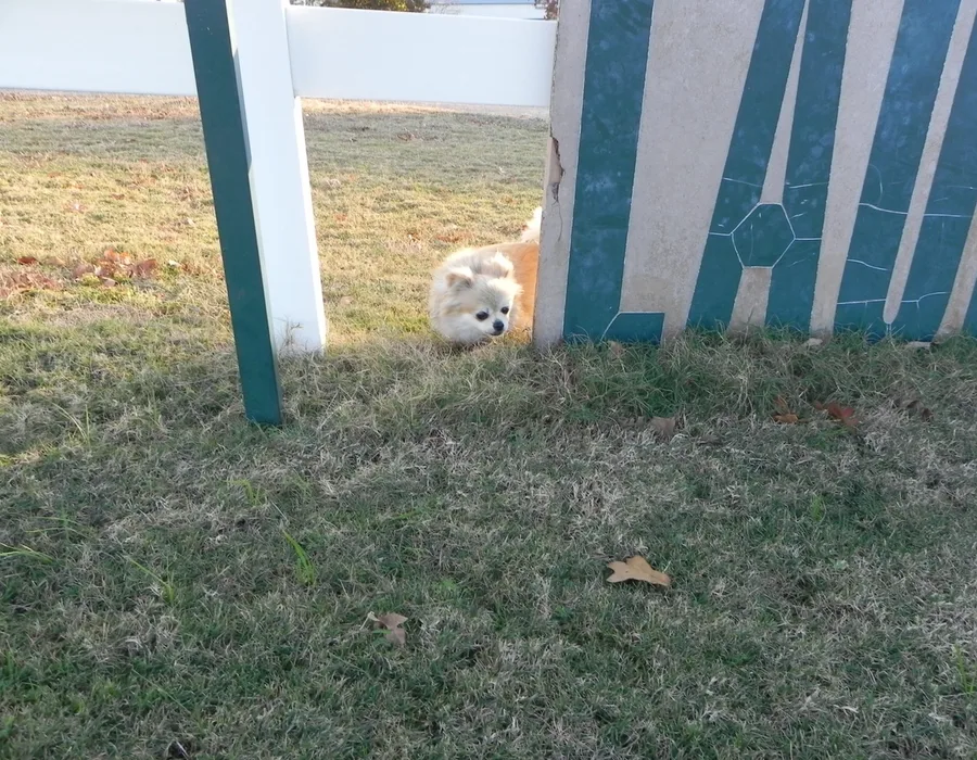 Pet Friendly!
